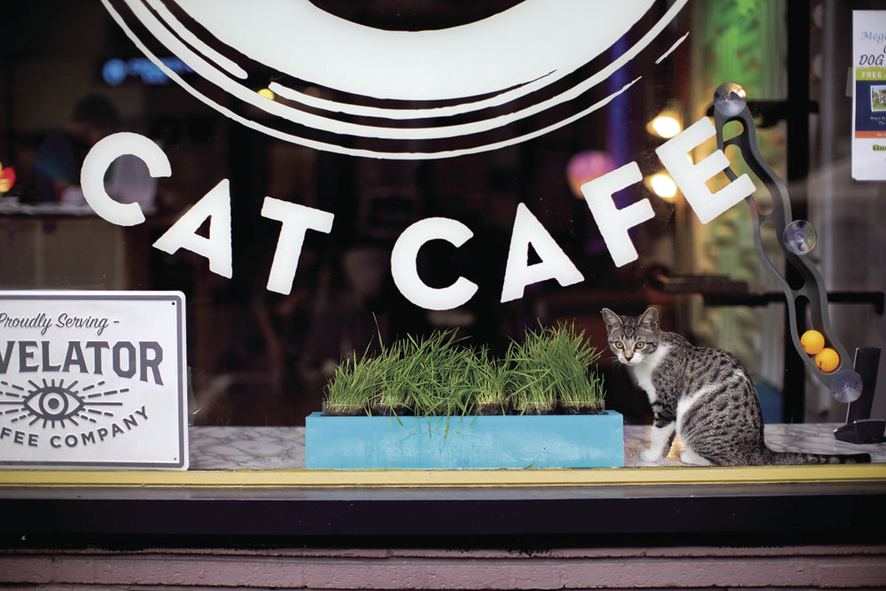 The 4 Pawsome Cat  Cafes of Mexico City Daphne Discovers